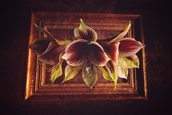 Found Beauty - Get Framed Series