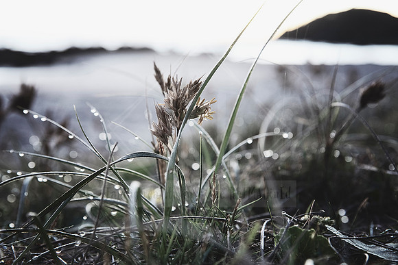 Seashore Solitude - Coastal Aesthetic Design Prints. Port Macquarie