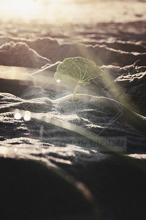 Coastal Dreaming - Coastal Aesthetic Design Prints. Port Macquarie