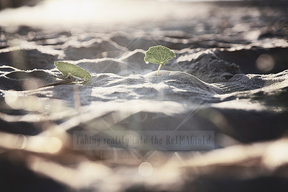 Sand and Sunshine - Coastal Aesthetic Photo Prints.  Port Macquarie