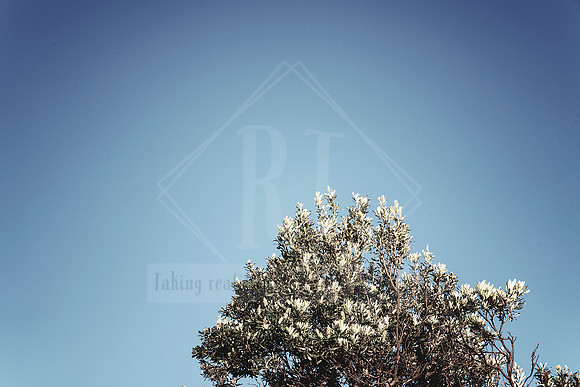 Coastal Fade - Coastal Aesthetic Photo Prints.  Port Macquarie
