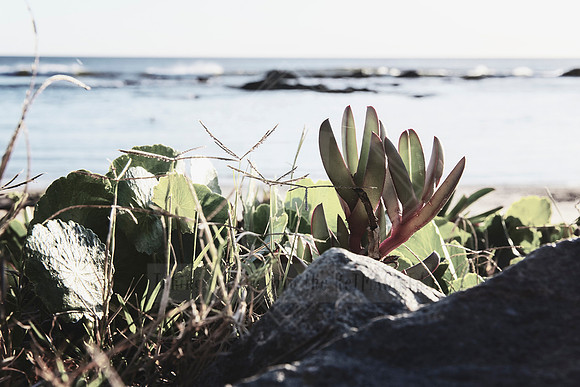 Beach Bliss - Coastal Aesthetic Photo Prints.  Port Macquarie