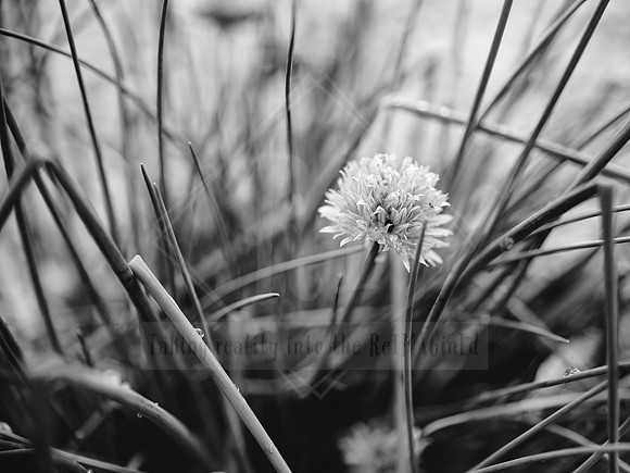 _ALI7862 Black & White Photography by Reimagined Images, Port Macquarie. Available as décor prints.