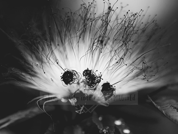 _ALI7872 Black & White Photography by Reimagined Images, Port Macquarie. Available as décor prints.