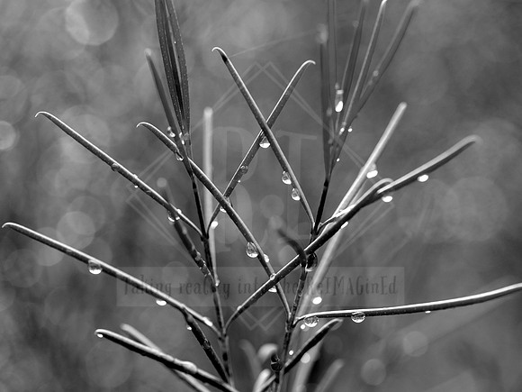 _ALI7887 Black & White Photography by Reimagined Images, Port Macquarie. Available as décor prints.