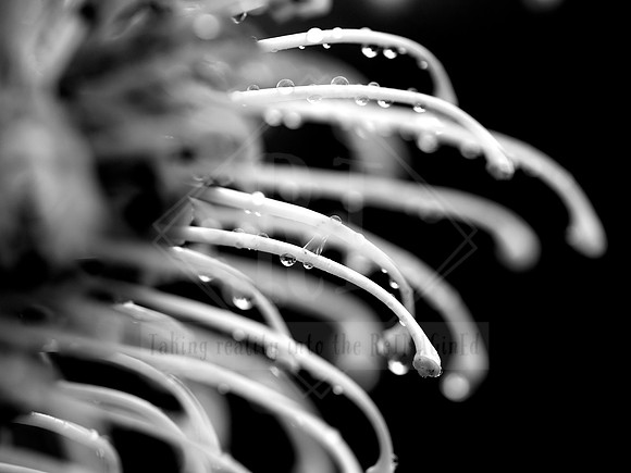 _ALI7873 Black & White Photography by Reimagined Images, Port Macquarie. Available as décor prints.