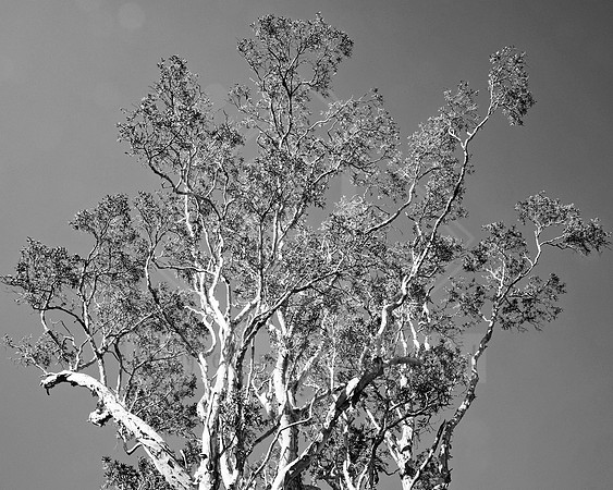 DSC_0057 Black & White Photography by Reimagined Images, Port Macquarie. Available as décor prints.