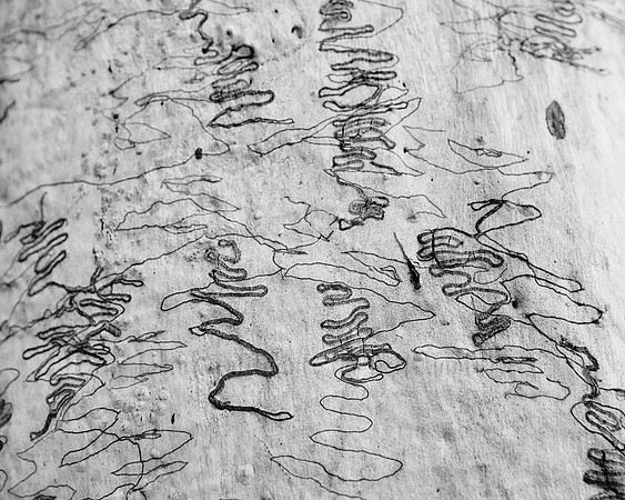 DSC_0072 Black & White Photography by Reimagined Images, Port Macquarie. Available as décor prints.