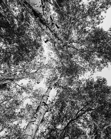 DSC_0065 Black & White Photography by Reimagined Images, Port Macquarie. Available as décor prints.