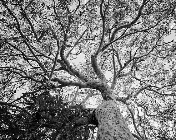 DSC_0073 Black & White Photography by Reimagined Images, Port Macquarie. Available as décor prints.