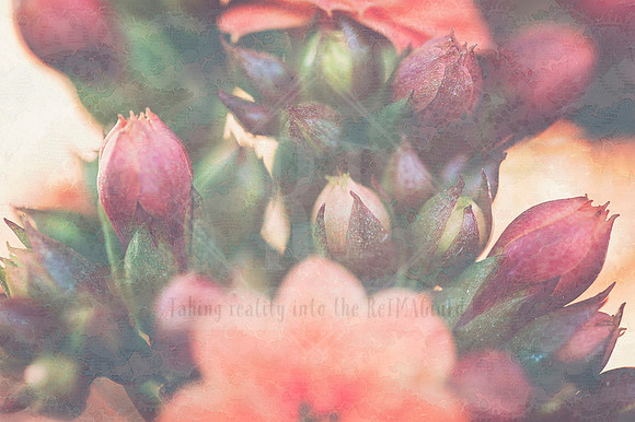 Hushed Blooms in Watercolour Veil