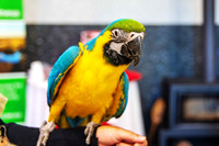 A moment captured from Billabong Zoo with business members at the Christmas party