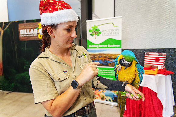 A moment captured from Billabong Zoo with business members at the Christmas party