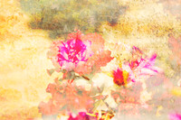 Fleeting Fragrance