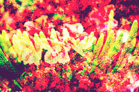 Festivities Of Flora