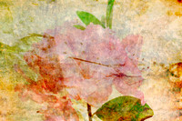From Gardens Past