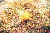 FIreworks In Flora