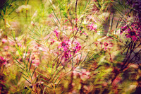 Whispers On Petals