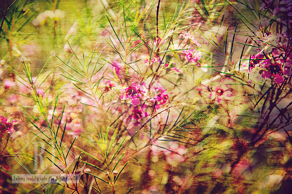 Whispers On Petals
