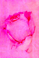 Pretty In Pink 7 by Cherie Rayner of Reimagined Images features a softly textured, close-up pink rose created using original photography, handcrafted prints and layered digital mixed media. A contempo