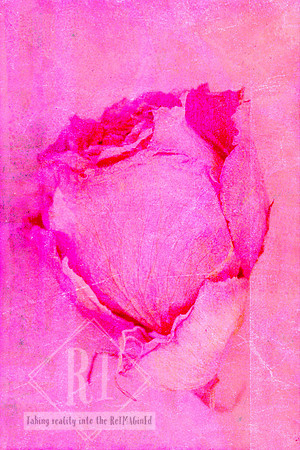 Pretty In Pink 7 by Cherie Rayner of Reimagined Images features a softly textured, close-up pink rose created using original photography, handcrafted prints and layered digital mixed media. A contempo