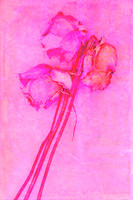 A contemporary mixed media photomedia artwork featuring three aged pink roses against a richly textured blush pink background. Created from original photography layered with handmade prints and digita
