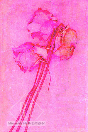 A contemporary mixed media photomedia artwork featuring three aged pink roses against a richly textured blush pink background. Created from original photography layered with handmade prints and digita