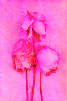 Three faded pink roses with long stems against a textured blush pink background, created as a layered mixed media photomedia artwork celebrating beauty, femininity and the grace found in aging.