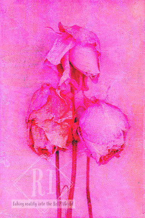 Three faded pink roses with long stems against a textured blush pink background, created as a layered mixed media photomedia artwork celebrating beauty, femininity and the grace found in aging.