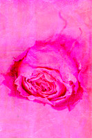 A contemporary mixed media photomedia artwork featuring an aged pink rose emerging from richly layered vibrant pink textures. Pretty In Pink 6 celebrates feminine softness, resilience and the beauty f