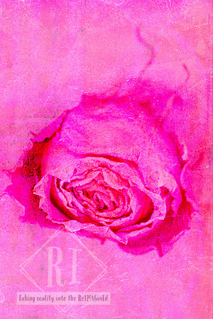 A contemporary mixed media photomedia artwork featuring an aged pink rose emerging from richly layered vibrant pink textures. Pretty In Pink 6 celebrates feminine softness, resilience and the beauty f