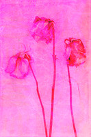 Three aged pink roses stand gracefully against a richly layered pink textured background in this contemporary mixed media photomedia artwork. Created from original photography combined with handcrafte