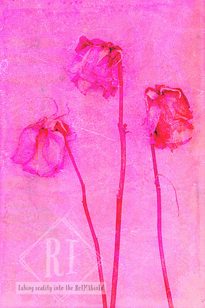 Three aged pink roses stand gracefully against a richly layered pink textured background in this contemporary mixed media photomedia artwork. Created from original photography combined with handcrafte