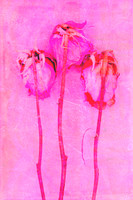 a softly layered pink rose created from original photography, handcrafted prints and digital mixed media.