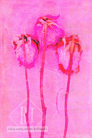 a softly layered pink rose created from original photography, handcrafted prints and digital mixed media.