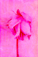 A contemporary mixed media photomedia artwork featuring a softly faded pink rose against layered textured pink tones. The monochromatic composition celebrates feminine beauty, resilience and the quiet