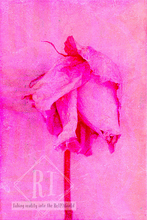 A contemporary mixed media photomedia artwork featuring a softly faded pink rose against layered textured pink tones. The monochromatic composition celebrates feminine beauty, resilience and the quiet