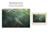 Windswept Grove - Art Prints for sale, Designed By Reimagined Images