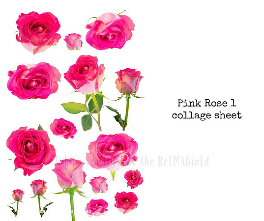 Pink Rose 1