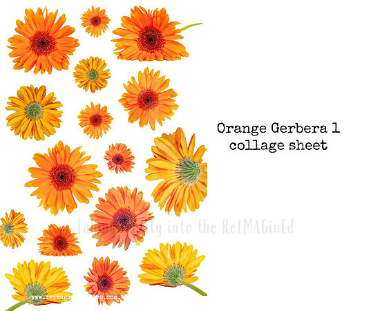 Orange Gerbera 1