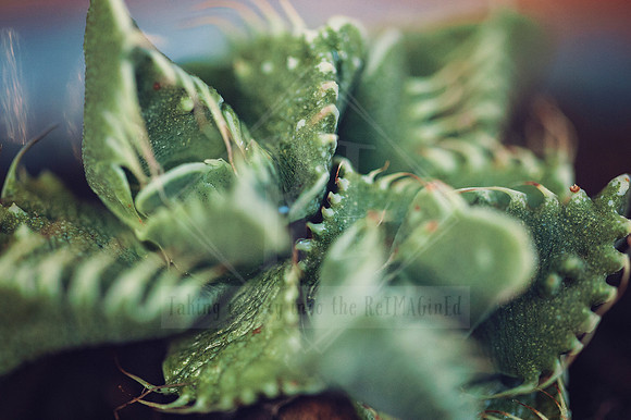Earthy Enchantment