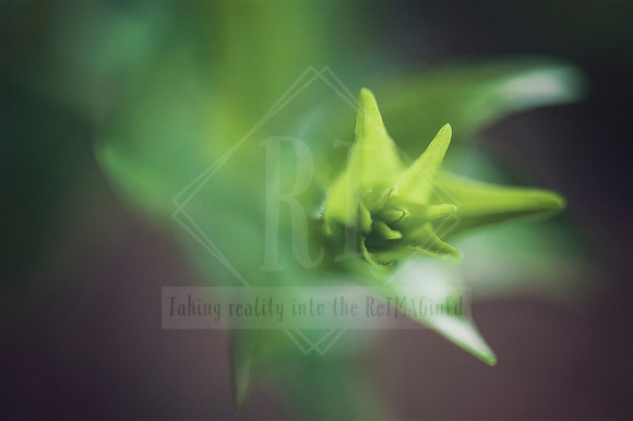 Garden Reverie
