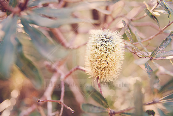 Forest Bathing  - Decor Prints by Cherie Morton of Reimagined Images on the Mid North Coast, NSW