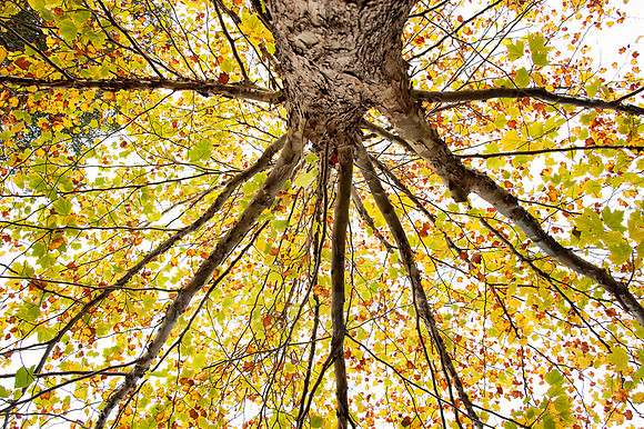 Forest Bathing  - Decor Prints by Cherie Morton of Reimagined Images on the Mid North Coast, NSW