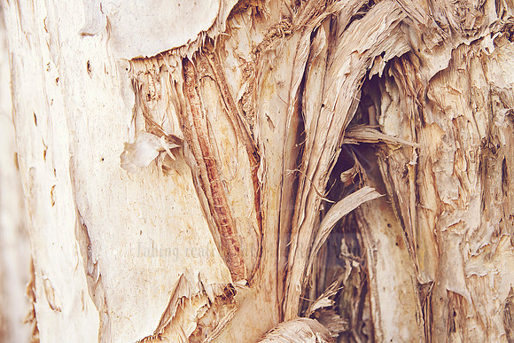 Forest Bathing  - Decor Prints by Cherie Morton of Reimagined Images on the Mid North Coast, NSW