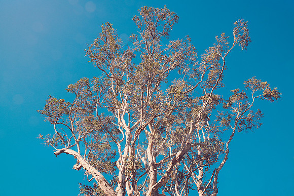 Forest Bathing  - Decor Prints by Cherie Morton of Reimagined Images on the Mid North Coast, NSW