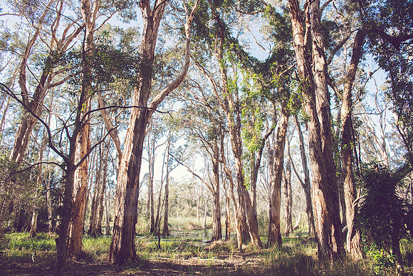 Forest Bathing  - Decor Prints by Cherie Morton of Reimagined Images on the Mid North Coast, NSW
