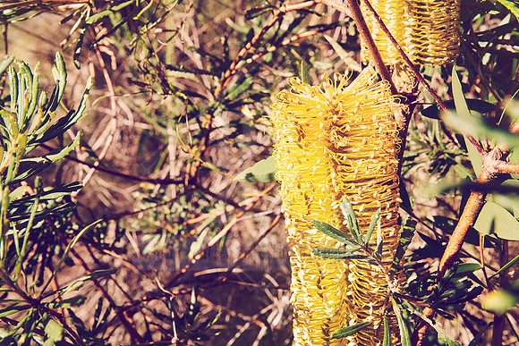 Forest Bathing  - Decor Prints by Cherie Morton of Reimagined Images on the Mid North Coast, NSW