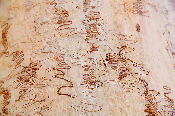 Forest Bathing  - Decor Prints by Cherie Morton of Reimagined Images on the Mid North Coast, NSW