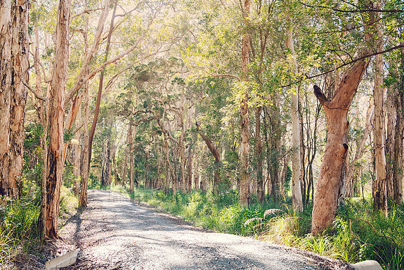 Forest Bathing  - Decor Prints by Cherie Morton of Reimagined Images on the Mid North Coast, NSW
